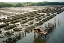 oyster-farms-in-the-sea-at-the-province